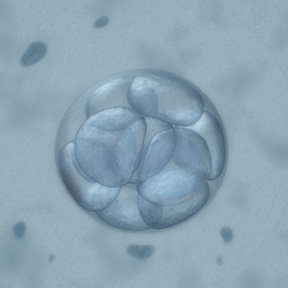 Medically Assisted Reproduction: Pre-Embryos, Contracts and Custody